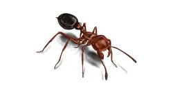 Ant Control - Sherborn, MA.jpg